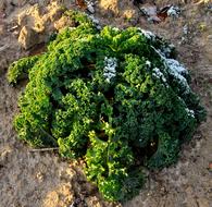 Close up of moss on a rock