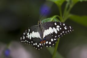 Butterfly Insect Close Up