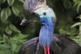 Casawary Bird Dinosaur