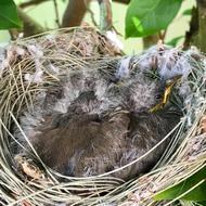 Nest Animal Bird