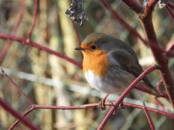 Robin Bird Feathers