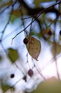 Autumn Mood Foliage Dry