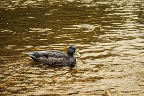 water glare and floating duck