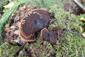 brown mushrooms on green grass