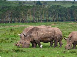 Rhinoceros Africa Animal