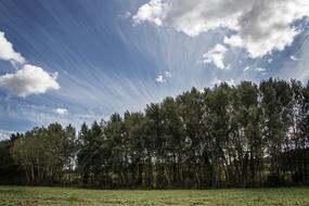 trees in the sunlight