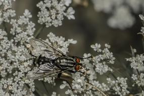 Close Up view of Insect Wings
