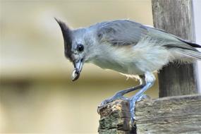 Bird Gray Tan