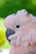 Bird Animal Nature