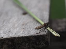 Fly Insect Macro