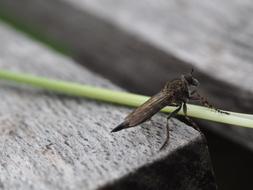 Fly Insect Macro