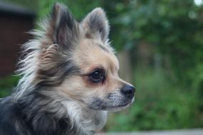 chihuahua Dog Canine portrait