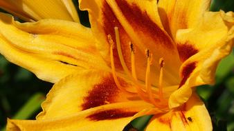 the pistil yellow flower is beautiful