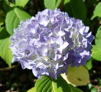 gorgeous summer flower
