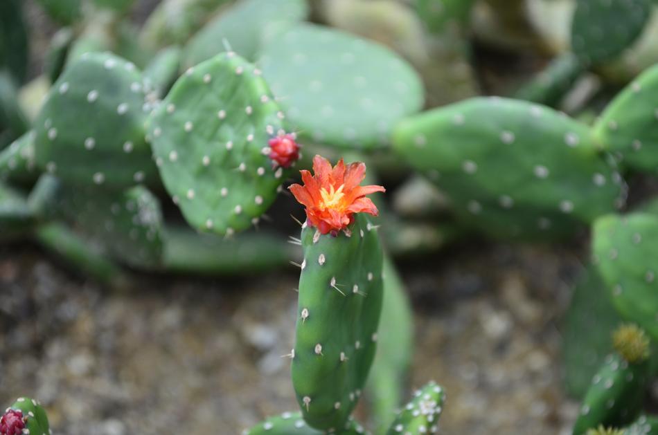small flower on cactus