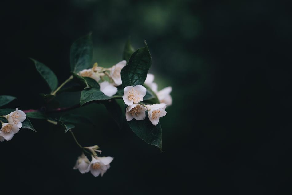 white flowers in the night