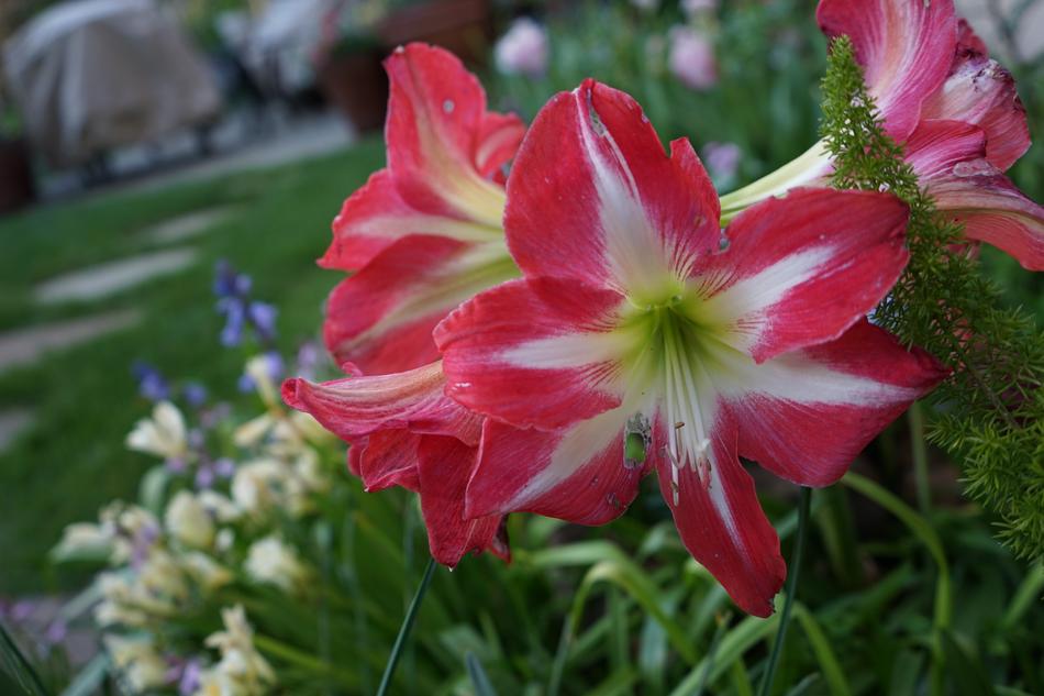 lovely flowers closeup