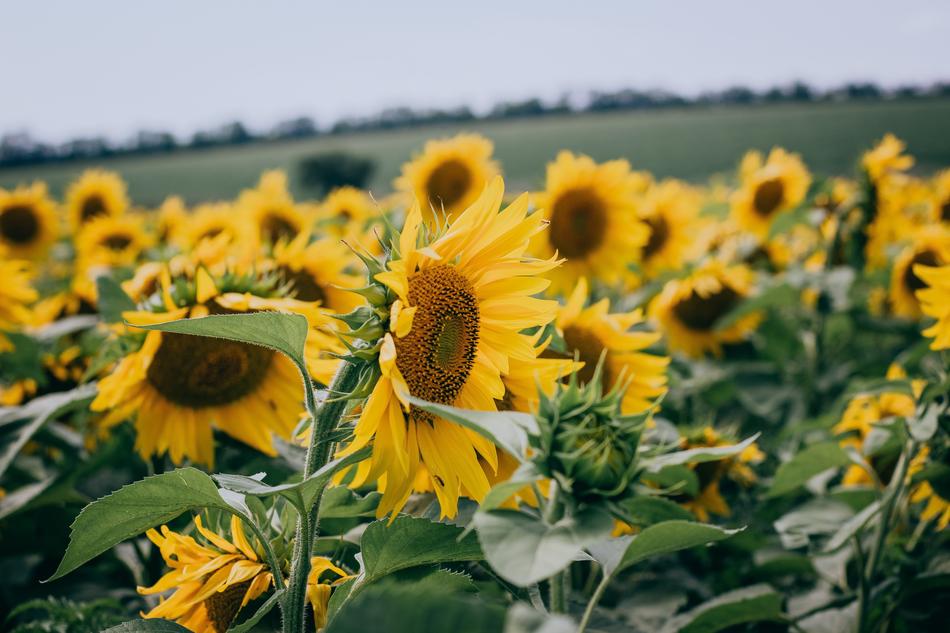 sunflowers in a field under the sun