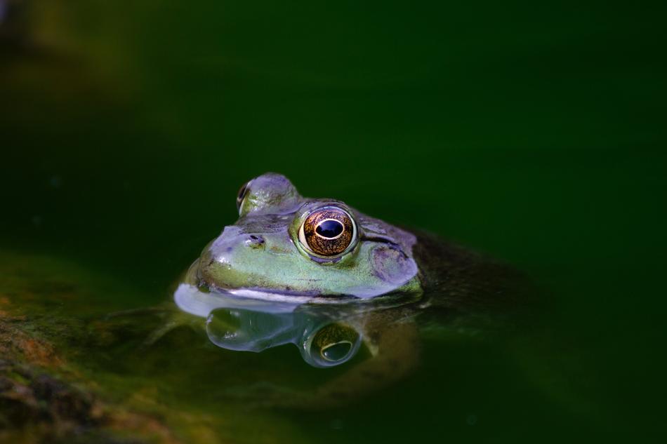frog in green water