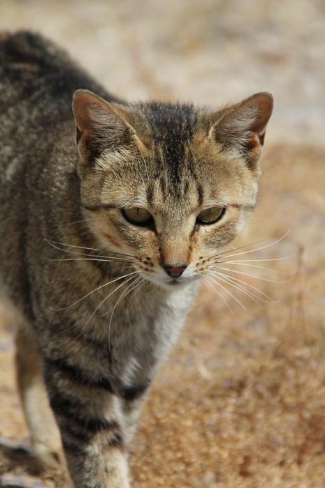Cat Pardo