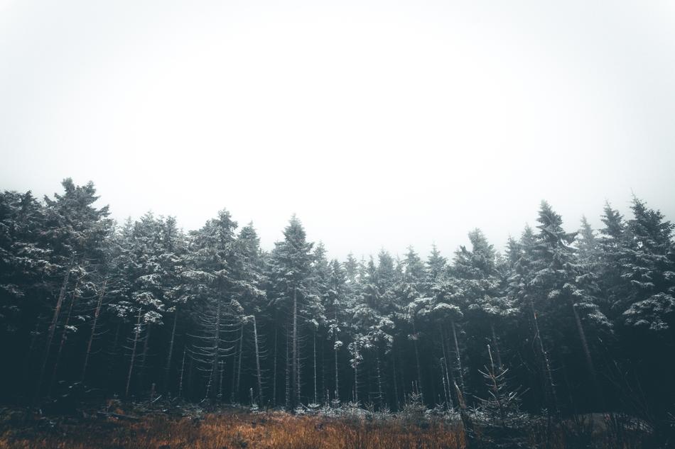 Trees Plants Nature