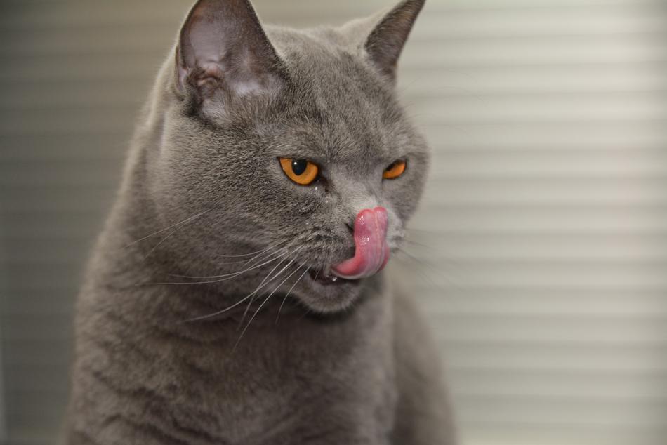 Cat Animal Pet