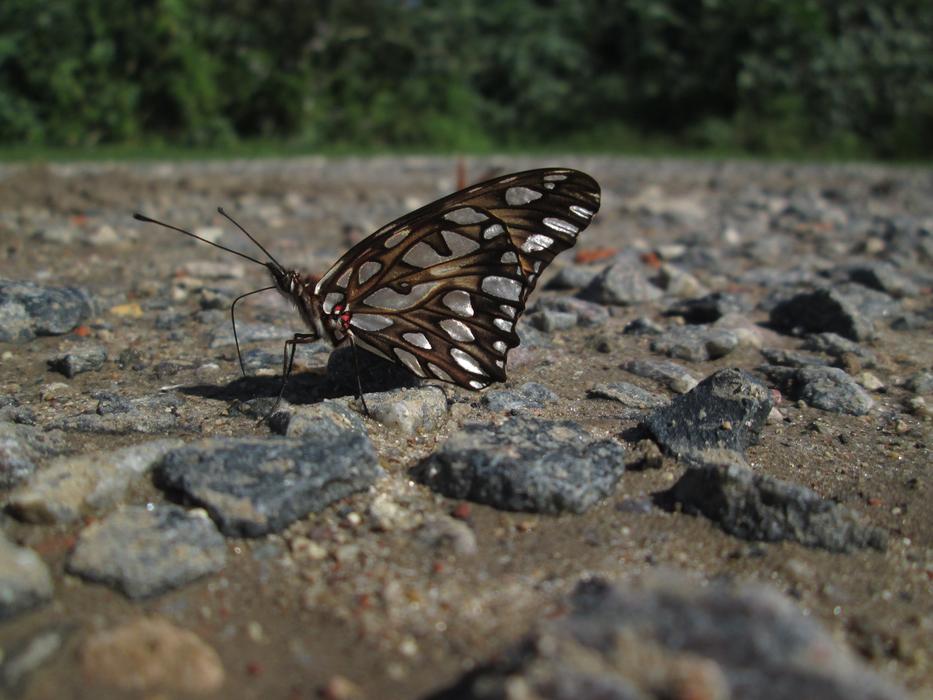 Butterfly Insect Fellers