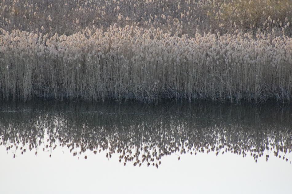 River Reed Beach free image download