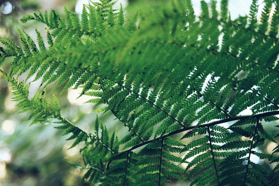 Fern Green Leaf