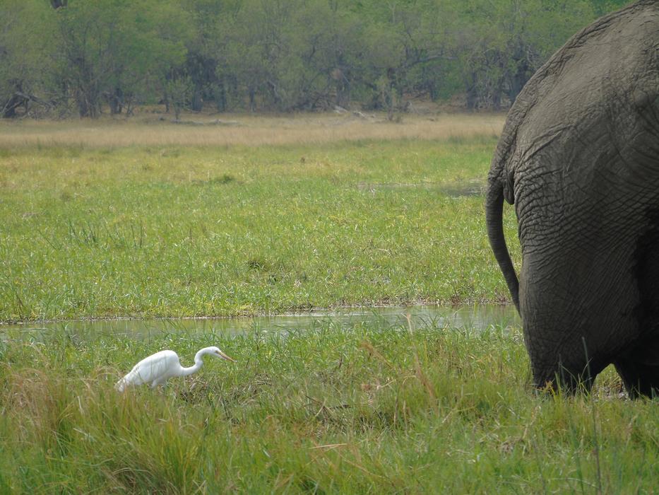 Elephant Egret Bum