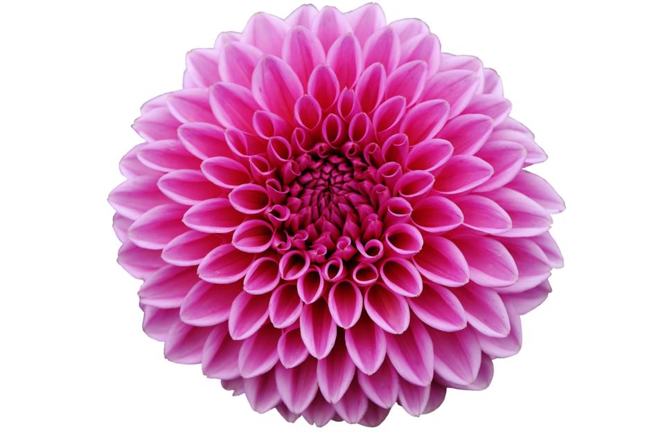 lovely pink dahia