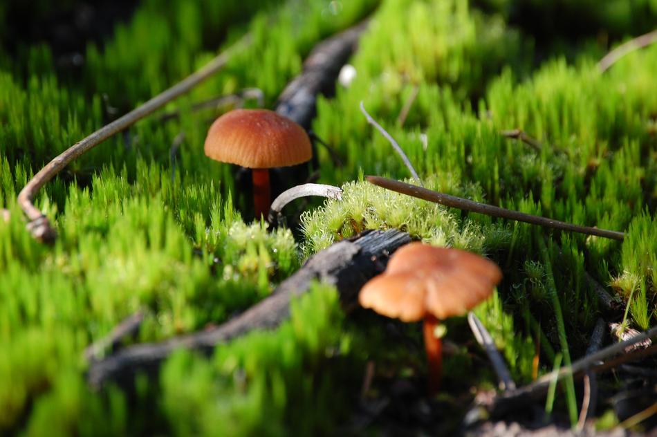 mushrooms in the spring forest
