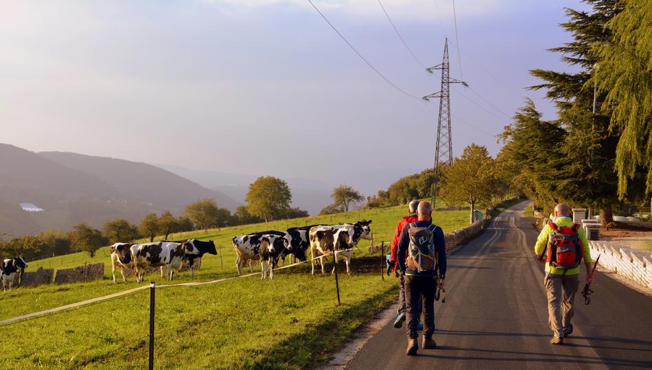Excursion Walk Road
