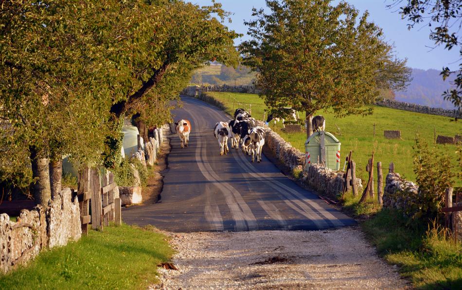Pasture Road Autumn The European