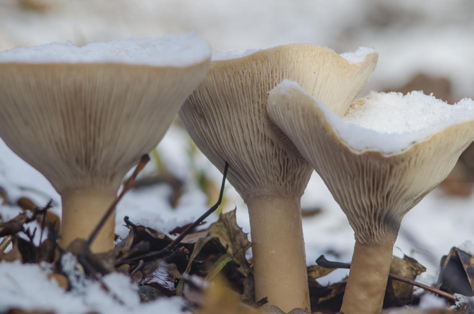 mushrooms in the snow in the forest