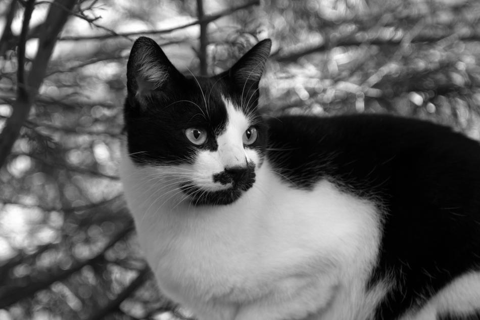 Buttons Cat Pet