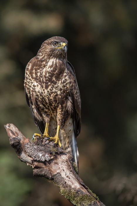 Bird Of Prey