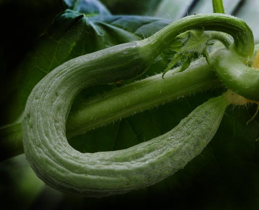 rolled up ripe cucumber