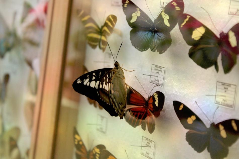butterflies on the wall