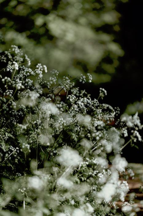 Nature Plants Green