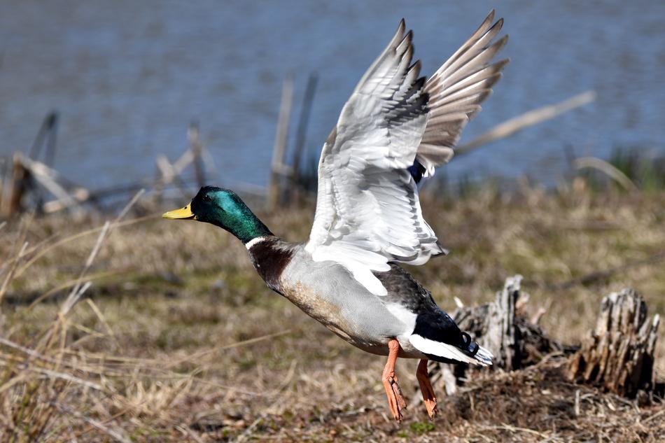 Mallard Duck Taking Off