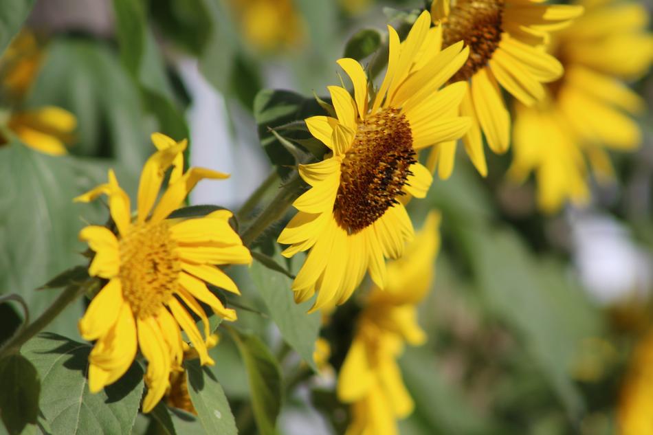 lovely yellow flowers