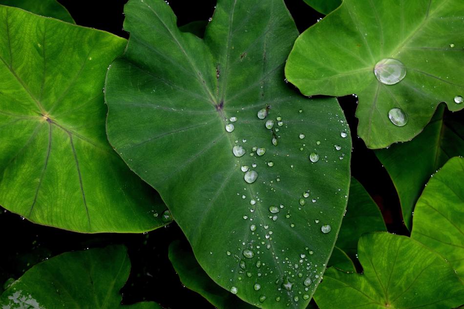 Green Leaf Water