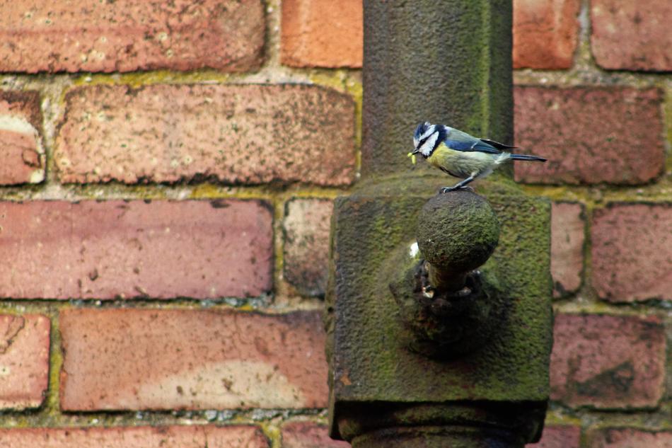 titmouse on a drainpipe against a brick wall background