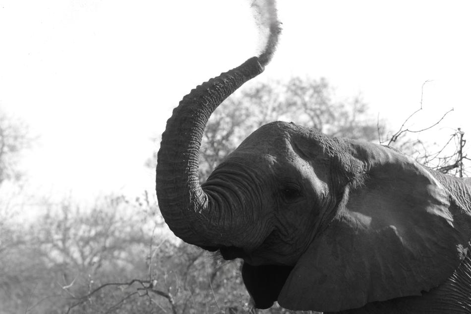 Elephant Wildlife Africa