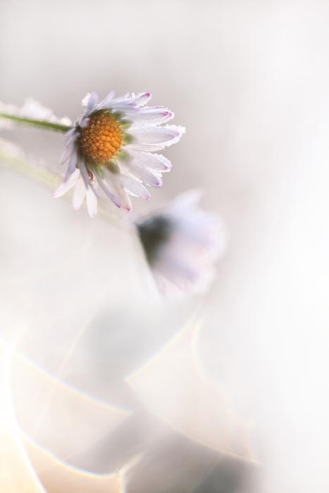 white daisy in bluer