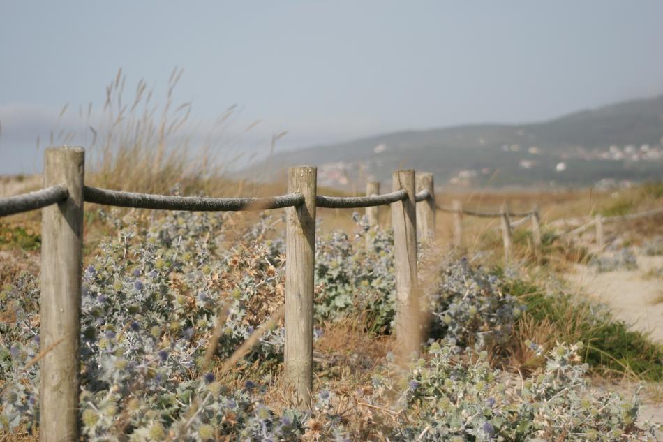 wooden fence near the field