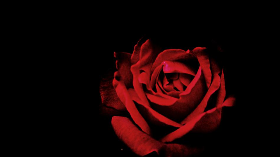 red rose on a black background beautiful