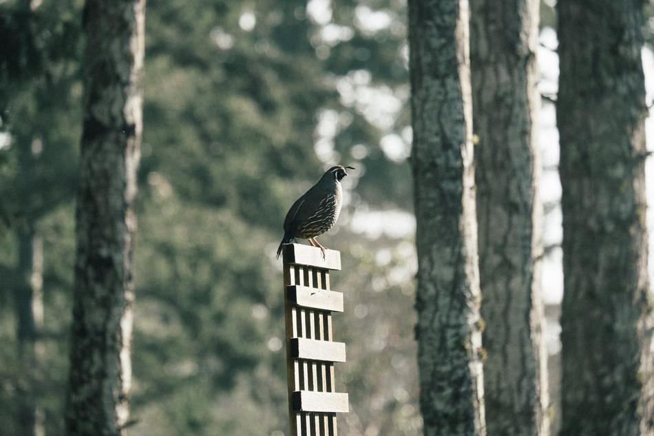 Bird Beak Feather