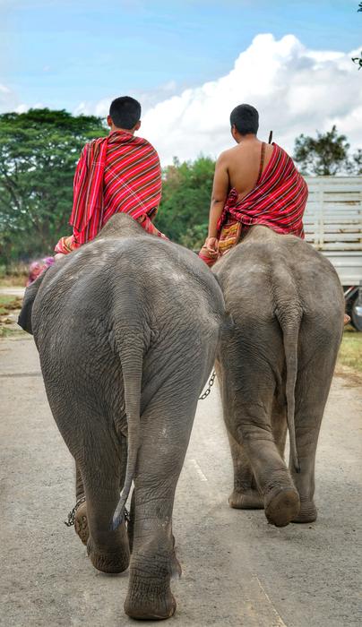 Thai Elephants Going